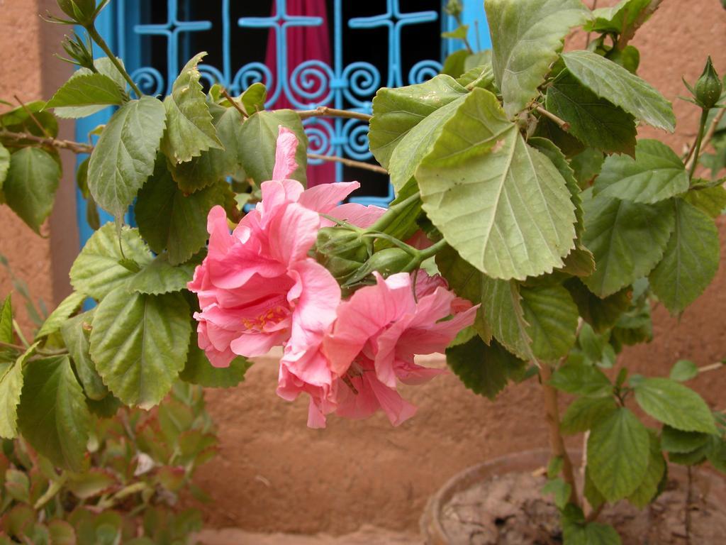 Kasbah Iswan Bed & Breakfast Kelaat-M'Gouna Exterior photo