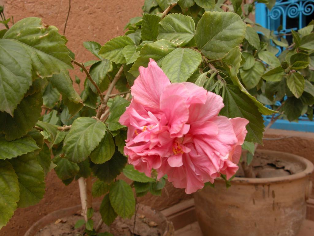 Kasbah Iswan Bed & Breakfast Kelaat-M'Gouna Exterior photo